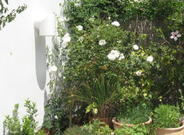 אוסף עשיר של צמחים ועציצים על מרפסת חדר השינה